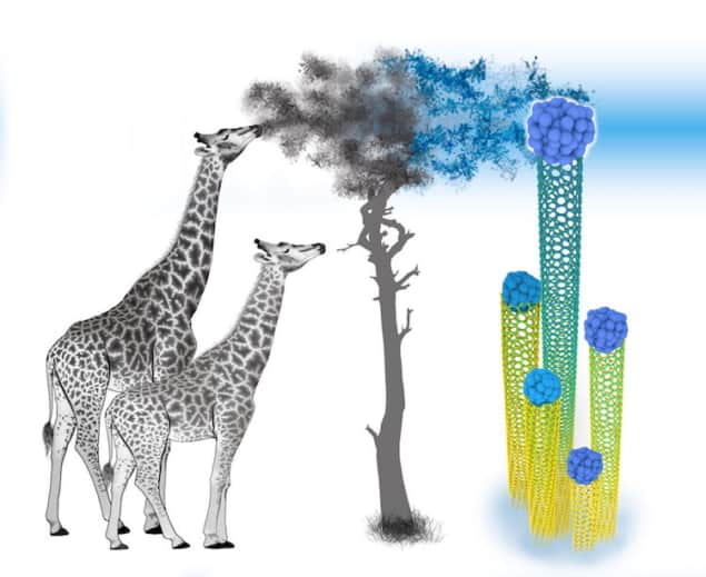 Chiral varieties can be selected for production when feedstock is drawn away at specific speeds. The illustration depicts this and an analogous process used to describe the evolution of giraffes’ long necks due to the gradual selection of abilities to reach progressively higher for food.