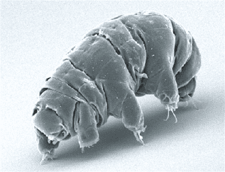 SEM image of a tardigrade