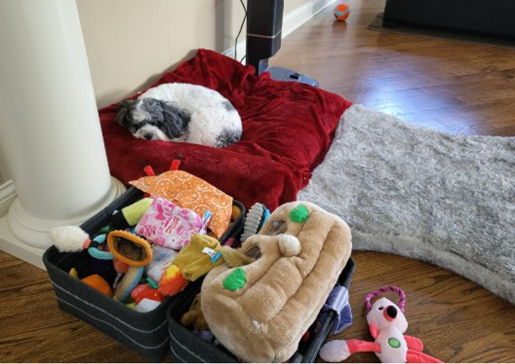سگی روی یک پتوی قرمز روی زمینی از چوب سخت، کنار یک چمدان باز پر از اسباب بازی می خوابد.