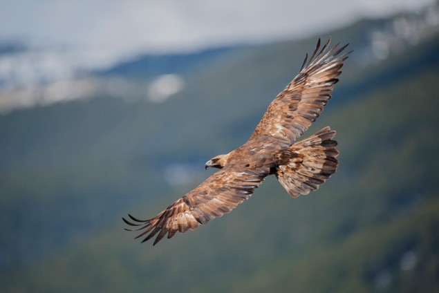 Photo of a golden eagle in flight against a blurry backdrop of mountains