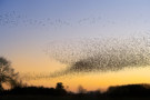 large flock of starlings