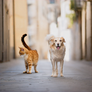 बिल्ली और कुत्ता सड़क पर चल रहे हैं
