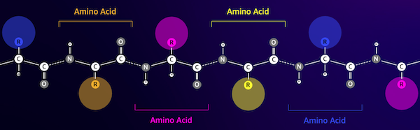 ساختار یک زنجیره اسید آمینه