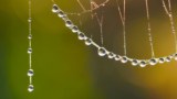 Photo of water droplets clinging to a spiderweb