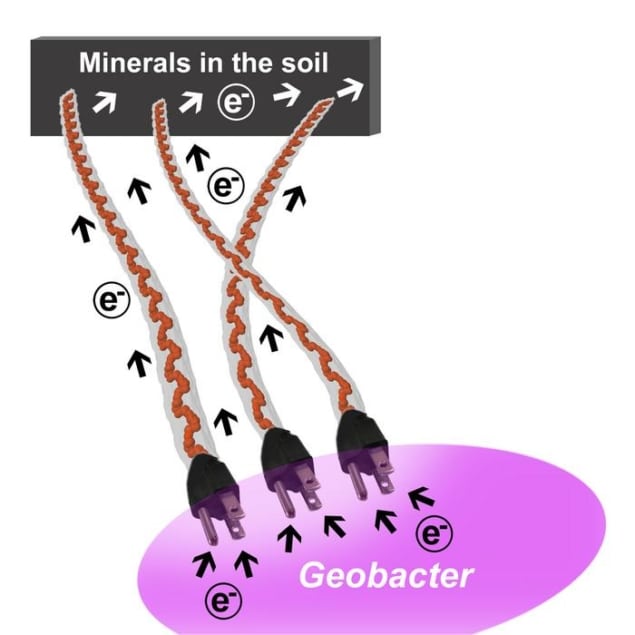 Diagram showing Geobacter (represented by a pink circle) connected to minerals in the soil via electrical cables made from proteins