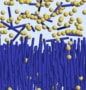 طرحی از تعادل دو فازی که در آن ذرات کروی زرد بر فراز جنگلی از ذرات میله مانند آبی بنفش شناور هستند.