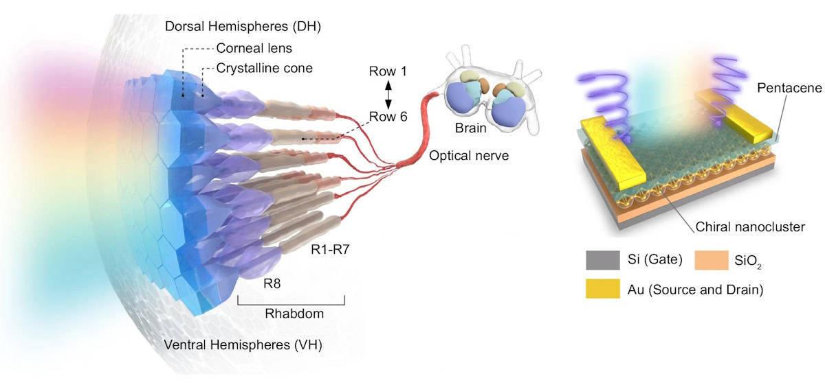 Οπτικό σύστημα γαρίδας Mantis και τεχνητός φωτοϋποδοχέας νανοσυστάδας